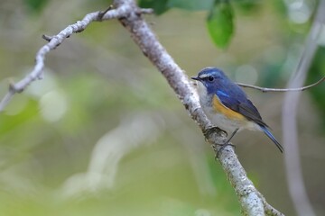 a little blue bird, Red-flanked bluetail on a branch