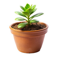 Small plant isolated on transparent background  
