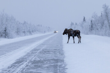 Moose about to cross a highway in a snowstorm