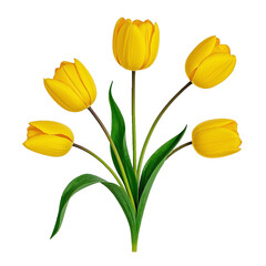 Yellow tulips botanical illustration with detailed petals and green leaves on a white background