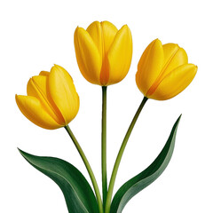 Yellow tulips botanical illustration with detailed petals and green leaves