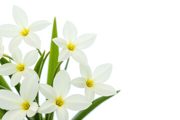 bunch of white flowers with green leaves on a white background