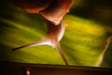 Snail in leaf with tropical . Snail on dry leaf. slow animals