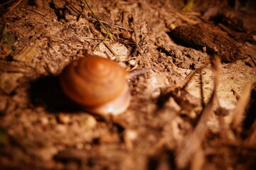 Snail in leaf with tropical . Snail on dry leaf. slow animals