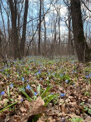 Delicate Snowdrops: Nature's First Spring Flowers
