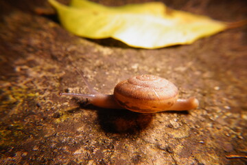 Snail in leaf with tropical . Snail on dry leaf. slow animals
