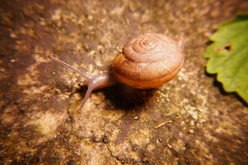 Snail in leaf with tropical . Snail on dry leaf. slow animals
