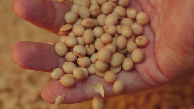Farmer dropping soybean seeds from his hand in the foreground