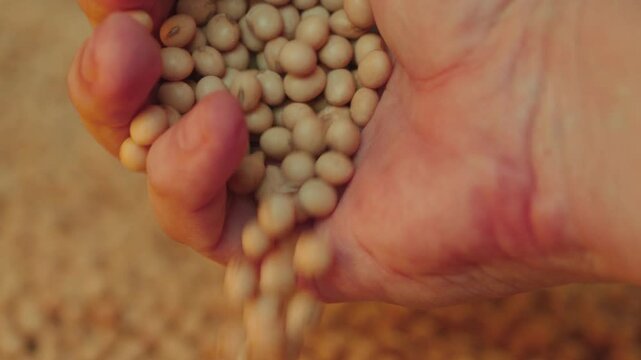 Farmer dropping soybeans in the foreground.