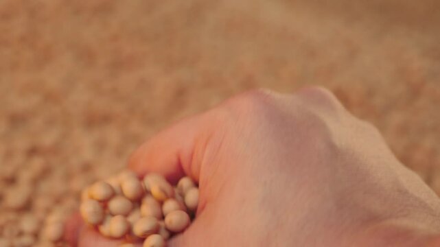 Farmer inspecting soybean grains in the silo with a close-up.