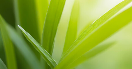Gentle gradient of green in a close-up leaf view. Premium background photo with soft bokeh, Background for banner, poster and website design.
