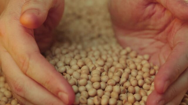 Agricultural producer gathering soybean seeds with his hands and then throwing them.