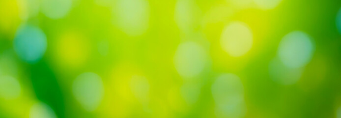 Bright green leaf with soft bokeh background. Premium background photo with soft bokeh, Background for banner, poster and website design.