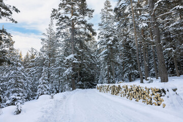  winter landscape with snow and forest, Yundola region in Bulgaria