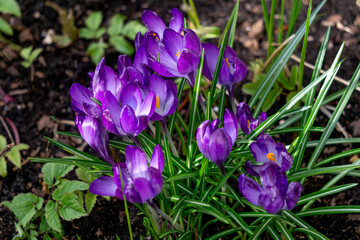 The first purple spring flowers crocuses. Early spring.