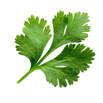 Fresh green cilantro leaf isolated on a white background isolated against a transparent background.