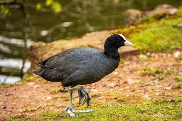 A Common Coot (Fulica atra) strides across the grassy lakeshore, revealing its unusual lobed feet beneath glossy black plumage.