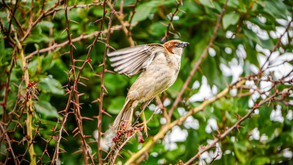 A House Sparrow (Passer domesticus) flutters a wing among thorny branches, revealing a bright...