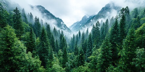 Misty Mountain Valley: Lush Green Coniferous Forest in Fog