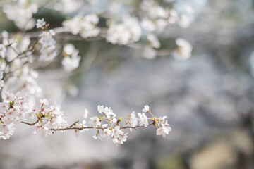 桜の名所兵庫県西宮市の夙川公園　満開の桜