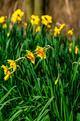 A swaying cluster of Daffodils (Narcissus pseudonarcissus) brightens a spring woodland with vivid yellow trumpets beneath a clear sky