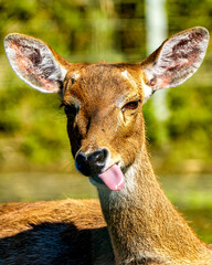 A curious Eld’s Deer (Rucervus eldii) stands in bright light with tongue poking out and ears raised against a lush green backdrop