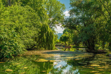 Fototapeta premium A serene lagoon within Drilon National Park, Albania, framed by lush willows and rolling hills under a radiant summer sky