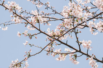 桜の名所兵庫県西宮市の夙川公園　満開の桜