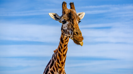 A majestic Giraffe (Giraffa camelopardalis) extends its towering neck beneath a broad African sky, showcasing striking patches and an elegant gaze