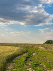 Obraz premium A field of grass with a dirt road running through it