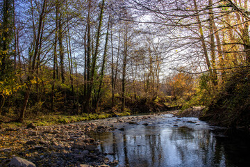 A stream of water flows through a forest