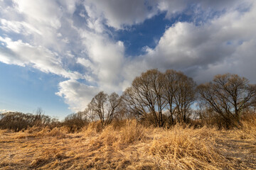 A field of trees with a cloudy sky in the background