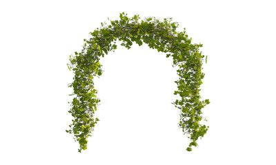 Green arch of vine green leaves png alpha channel
