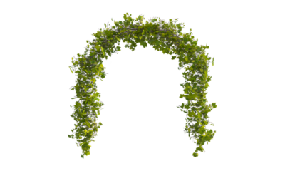 Green arch of vine green leaves png alpha channel