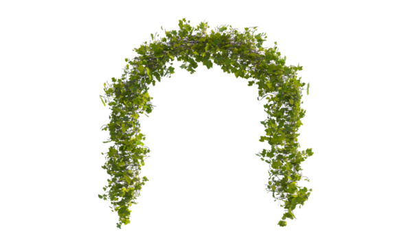 Green arch of vine green leaves png alpha channel
