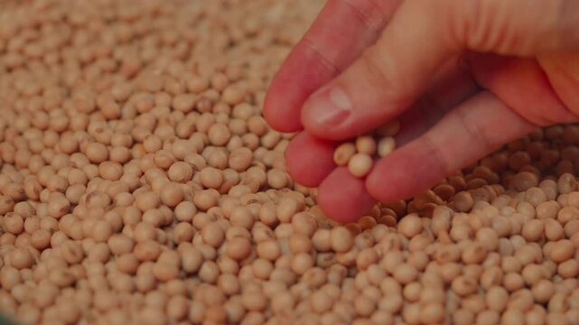 Farmer's hands gathering and inspecting soybean grains from the silo in close-up.