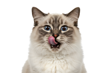 Adorable Ragdoll cat licking lips after eating