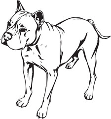 Staffordshire Bull Terrier. Hand drawn vector illustration	