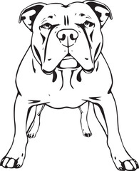 Staffordshire Bull Terrier. Hand drawn vector illustration	