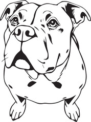Staffordshire Bull Terrier. Hand drawn vector illustration	