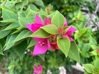 Vibrant Magenta Bougainvillea Blooms with Lime-Green Bracts