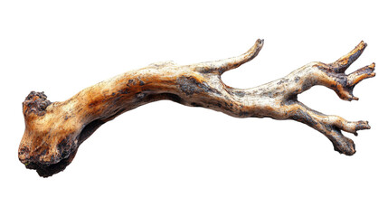 Fototapeta premium Intricate mangrove root system with complex structure isolated on transparent background, perfect for ecological education and coastal habitat illustration