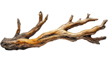 Fototapeta premium Intricate mangrove root system with complex structure isolated on transparent background, perfect for ecological education and coastal habitat illustration