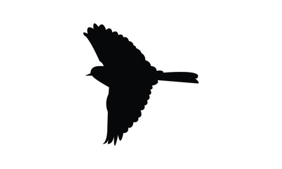 African pied wagtail bird Silhouette Design  And Vector Illustration. 