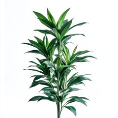 Obraz premium Lush Green Indoor Plant with Vibrant Leaves Against White Background