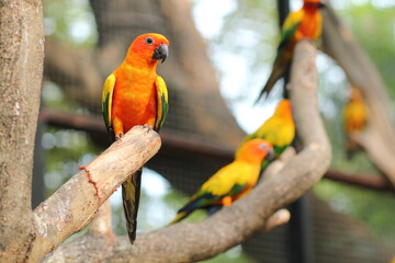 parrots
