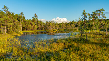 Swamp landscape with pine trees in the background