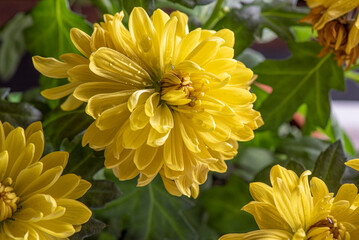 Beautiful flowers very close up.
