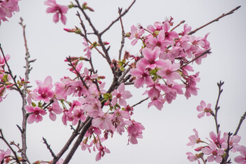 Pink cherry blossoms in spring