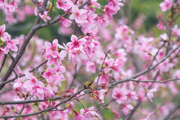 Pink cherry blossoms in spring